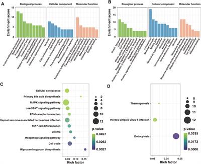 Fear Stress During Pregnancy Affects Placental m6A-Modifying Enzyme Expression and Epigenetic Modification Levels